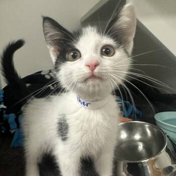Crowfeather -  Domestic Short Hair Cat for Adoption in Walnut Creek, California - Crowfeather | PetCurious