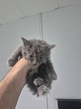 DARYL -  Domestic Long Hair Cat for Adoption in St. Cloud, Florida - DARYL | PetCurious