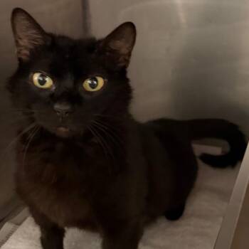 Lady Bug -  Domestic Short Hair Cat for Adoption in Ruckersville, Virginia - Lady Bug | PetCurious