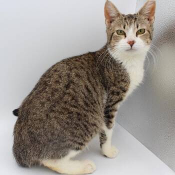 Domestic Short Hair Cats Available for Adoption in New Braunfels, Texas - Bgirl | PetCurious