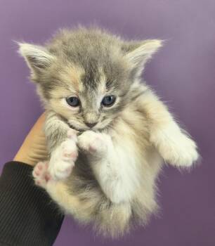 Chloe -  Domestic Long Hair Cat for Adoption in Salt Lake City, Utah - Chloe | PetCurious