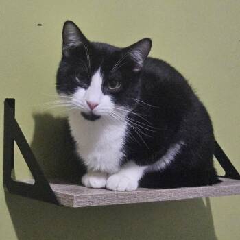 Domestic Short Hair Cats Available for Adoption in Winston-salem, North Carolina - Tuxedo | PetCurious