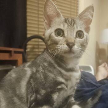 Hermes -  Domestic Short Hair Cat for Adoption in Los Angeles, California - Hermes | PetCurious