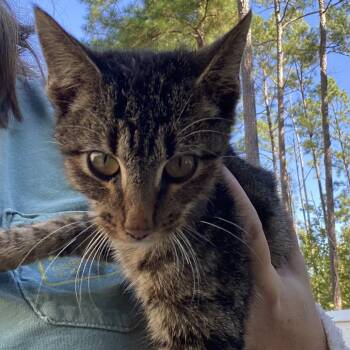 Rescue Domestic Short Hair Cats for Adoption in Livingston, Texas - Charlie | PetCurious