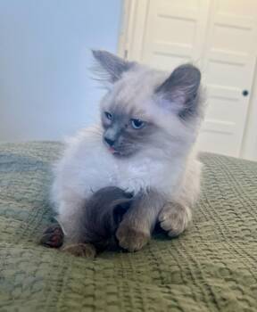 Domestic Medium Hair Cats Available for Adoption in Pasco, Washington - Cottontail | PetCurious