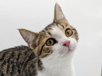 Wes Borland -  Tabby Cat for Adoption in Powell, Ohio - Wes Borland | PetCurious