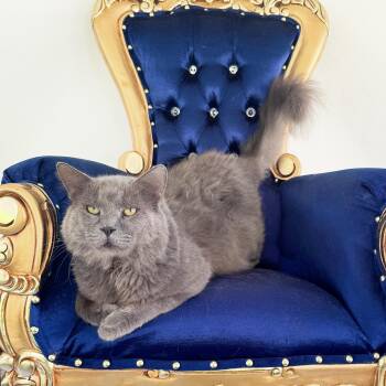 Rescue Domestic Long Hair Cats for Adoption in Nacogdoches, Texas - LONNIE | PetCurious