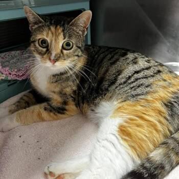 Domestic Short Hair Cats Available for Adoption - Circa | PetCurious