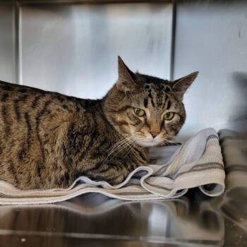 Domestic Short Hair Cats Available for Adoption - Archer - 6 Yo Senior | PetCurious