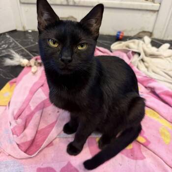 Claire -  Domestic Short Hair Cat for Adoption in Hanson, Massachusetts - Claire | PetCurious