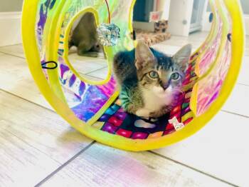 Mustang Sally -  Domestic Short Hair Cat for Adoption in Alafaya, Florida - Mustang Sally | PetCurious