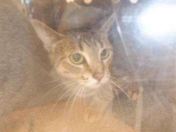 Rescue Domestic Short Hair Cats for Adoption in San Jose, California - A1395622 | PetCurious