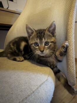 Winston -  Domestic Short Hair Cat for Adoption in Ferndale, Michigan - Winston | PetCurious