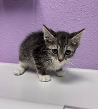 TOAST -  Domestic Short Hair Cat for Adoption in El Paso, Texas - TOAST | PetCurious