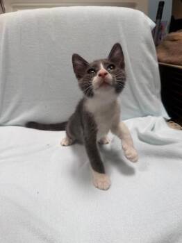 King -  Domestic Short Hair Cat for Adoption in Oceanside, California - King | PetCurious