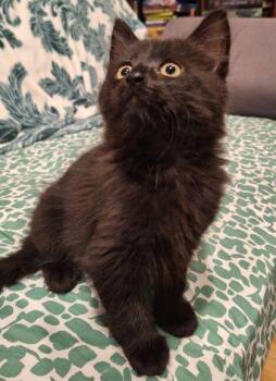 Equinox -  Domestic Long Hair Cat for Adoption in Sacramento, California - Equinox | PetCurious