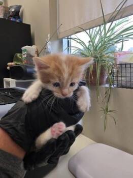 Durango -  Domestic Long Hair and Domestic Short Hair Cat for Adoption in Fishers, Indiana - Durango | PetCurious
