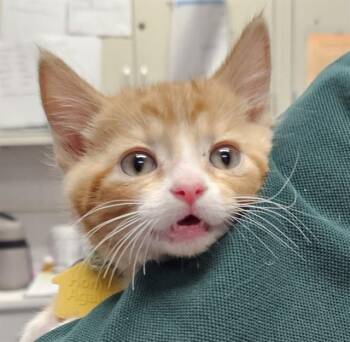 MOONBEAM -  Domestic Short Hair Cat for Adoption in St. Louis, Missouri - MOONBEAM | PetCurious