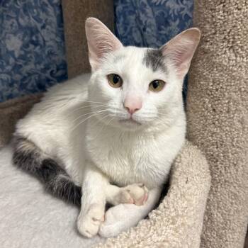 American Shorthair Cats Available for Adoption in South Elgin, Illinois - Pico | PetCurious