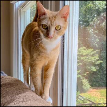 Abbi -  Domestic Short Hair Cat for Adoption in Roswell, Georgia - Abbi | PetCurious