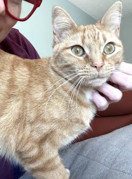 Rescue Domestic Short Hair Cats for Adoption in Fort Worth, Texas - Sgt Swirl | PetCurious