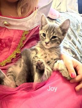 Domestic Short Hair Cats Available for Adoption in Reno, Nevada - Joy | PetCurious