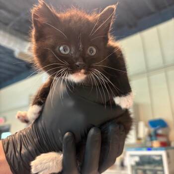 Chicken Little -  Domestic Short Hair Cat for Adoption in Huntington, West Virginia - Chicken Little | PetCurious