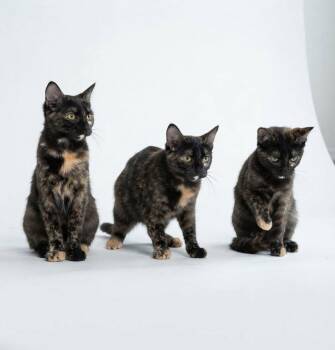 Scarlett -  Domestic Short Hair Cat for Adoption in Mobile, Alabama - Scarlett | PetCurious