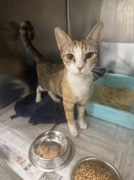 Eleanor -  Domestic Short Hair Cat for Adoption in Fort Worth, Texas - Eleanor | PetCurious