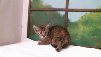 PANCAKE -  Domestic Short Hair Cat for Adoption in Houston, Texas - PANCAKE | PetCurious