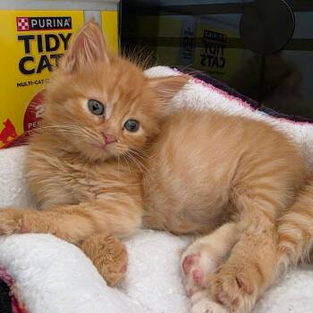 Cheese -  Domestic Medium Hair Cat for Adoption in Pompano Beach, Florida - Cheese | PetCurious