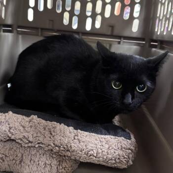 Flaco (purple) -  Domestic Short Hair Cat for Adoption in Winston-salem, North Carolina - Flaco (purple) | PetCurious