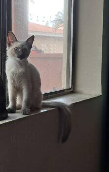 Cora -  Siamese and Domestic Short Hair Cat for Adoption in San Tan Valley, Arizona - Cora | PetCurious