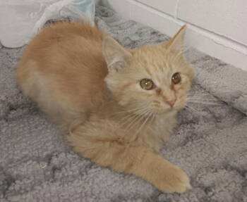 Rescue Domestic Long Hair and Tabby Cats for Adoption in Livonia, Michigan - C304 Litter Bananarama | PetCurious