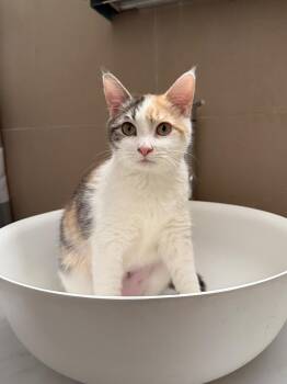 Rescue American Shorthair Cats for Adoption - Henrietta | PetCurious