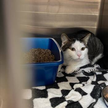 Rescue Domestic Short Hair Cats for Adoption in Kanab, Utah - Trailer Park 2 | PetCurious