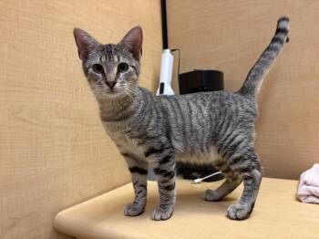 Lee Ralph -  Tabby Cat for Adoption in Albuquerque, New Mexico - Lee Ralph | PetCurious