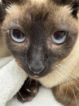 Rescue Domestic Short Hair Cats for Adoption in Montreal, Quebec - Nala | PetCurious