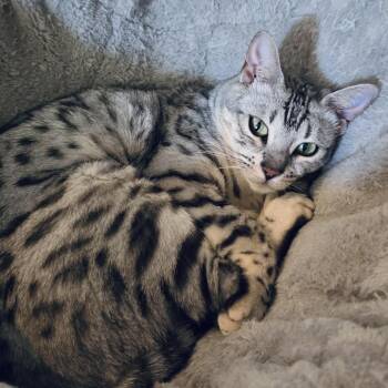 Sylvie -  Bengal Cat for Adoption in Fort Worth, Texas - Sylvie | PetCurious
