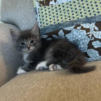 Smokalicious -  Domestic Medium Hair Cat for Adoption in Bristol, Indiana - Smokalicious | PetCurious