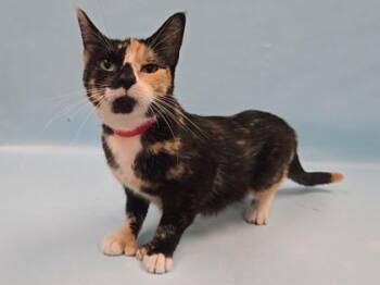 Sweets 2 -  Domestic Short Hair Cat for Adoption in Minneapolis, Minnesota - Sweets 2 | PetCurious