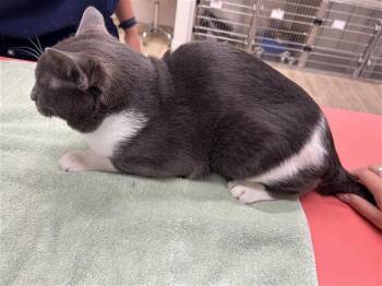 A662311 -  Domestic Short Hair Cat for Adoption in Houston, Texas - A662311 | PetCurious