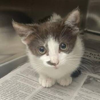 Domestic Short Hair Cats Available for Adoption in Knoxville, Tennessee - Solo | PetCurious