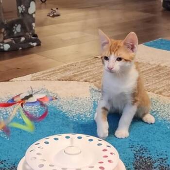 Banjo -  Domestic Short Hair Cat for Adoption in Mansfield, Texas - Banjo | PetCurious