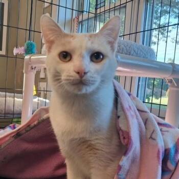 Marlin -  Domestic Short Hair Cat for Adoption in Attleboro, Massachusetts - Marlin | PetCurious