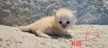 Kili -  Domestic Long Hair and Siamese Cat for Adoption in Deltona, Florida - Kili | PetCurious