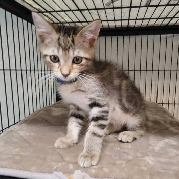 Gnarly -  Domestic Short Hair Cat for Adoption in Port Charlotte, Florida - Gnarly | PetCurious