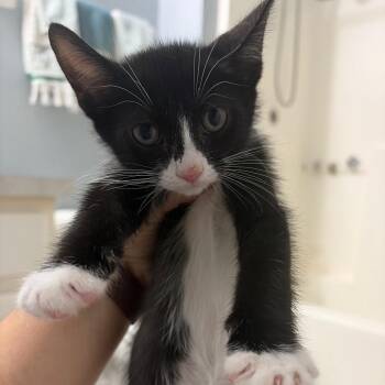 Milo -  Domestic Short Hair Cat for Adoption in NEW PT RICHEY, Florida - Milo | PetCurious