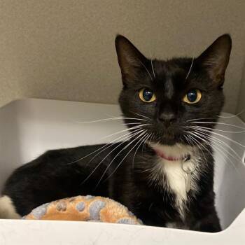 JIJI -  Domestic Short Hair Cat Available for Adoption in Aurora, Colorado - JIJI | PetCurious