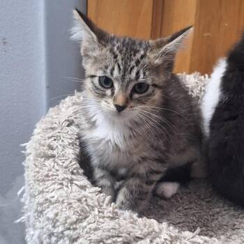 Honey -  Domestic Short Hair Cat for Adoption in Grantsville, Utah - Honey | PetCurious
